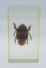 . Insect in hars #13 7 x 4cm