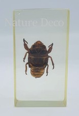 . Insect in resin #13 7 x 4cm