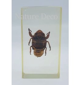 . Insect in resin #13
