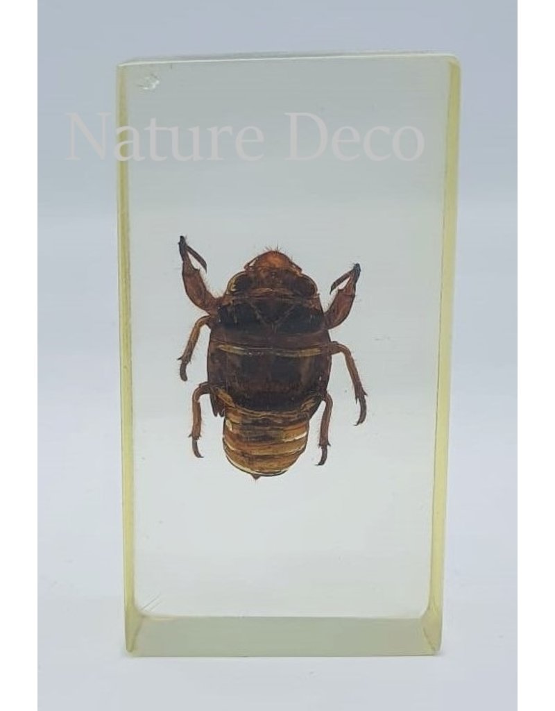 . Insect in resin #13 7 x 4cm