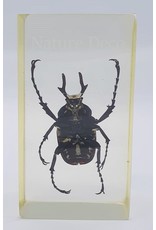 . Insect in hars #15 7 x 4cm