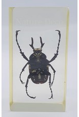 . Insect in resin #15 7 x 4cm