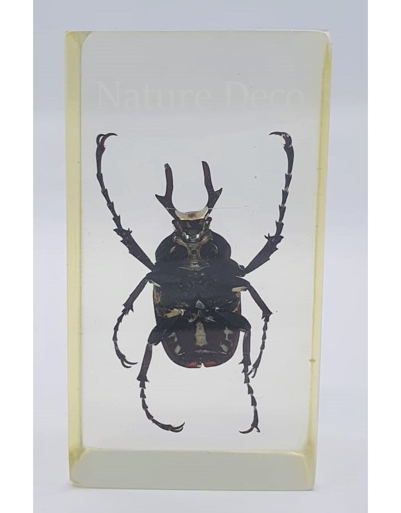 . Insect in resin #15 7 x 4cm