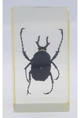 . Insect in hars #15 7 x 4cm