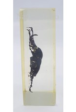 . Insect in hars #15 7 x 4cm