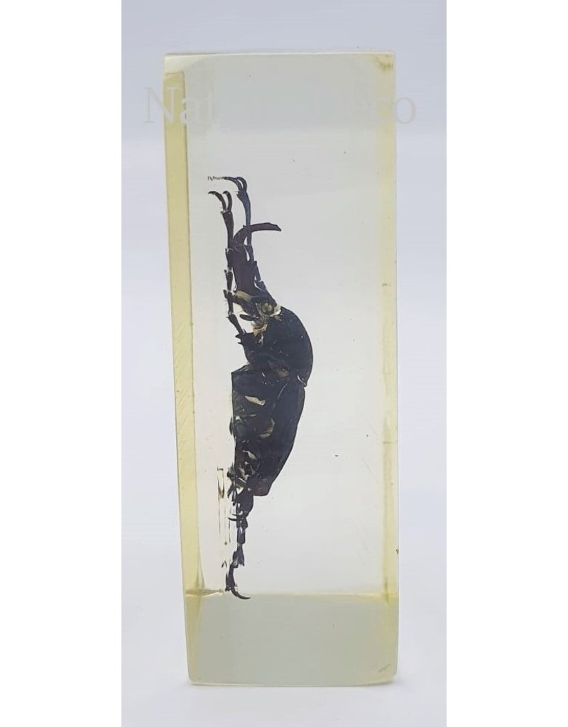 . Insect in resin #15 7 x 4cm