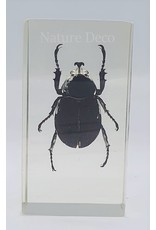 . Insect in resin #23 7 x 4cm