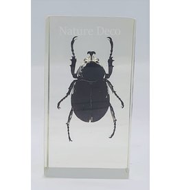 . Insect in resin #23