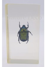 . Insect in hars #24 7 x 4cm