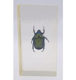 . Insect in resin #24