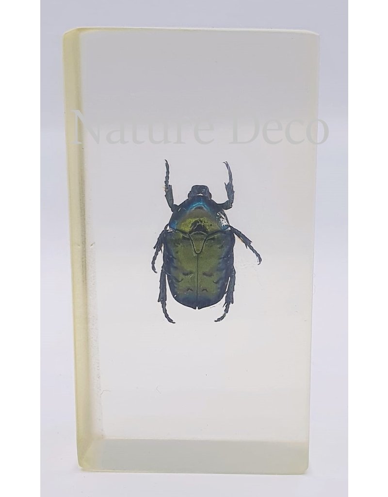 . Insect in resin #24 7 x 4cm