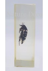 . Insect in resin #25 7 x 4cm