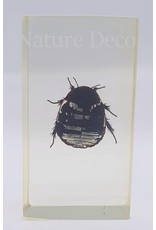 . Insect in resin #25 7 x 4cm