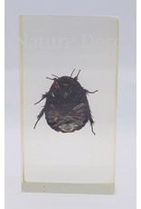 . Insect in resin #25 7 x 4cm