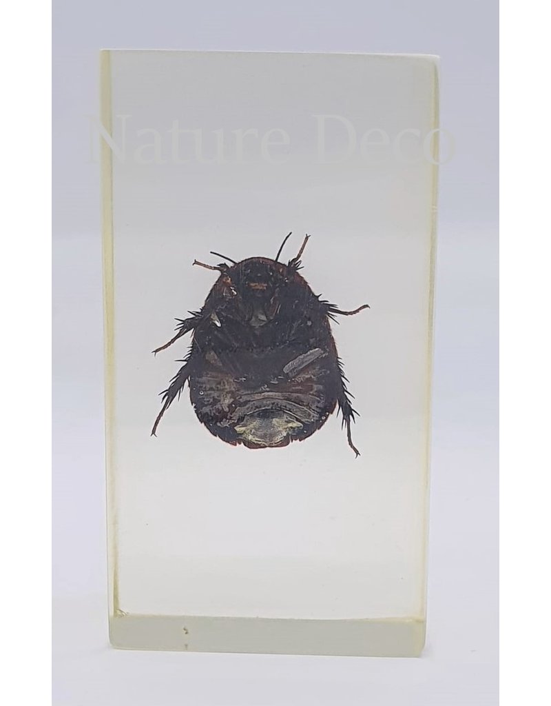 . Insect in resin #25 7 x 4cm