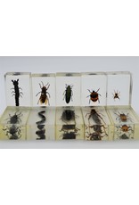 . Insect in resin #26 7 x 4cm