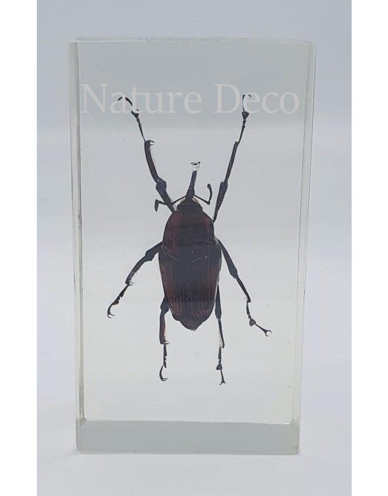 . Insect in resin #26 7 x 4cm