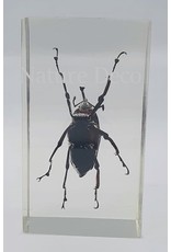 . Insect in resin #26 7 x 4cm