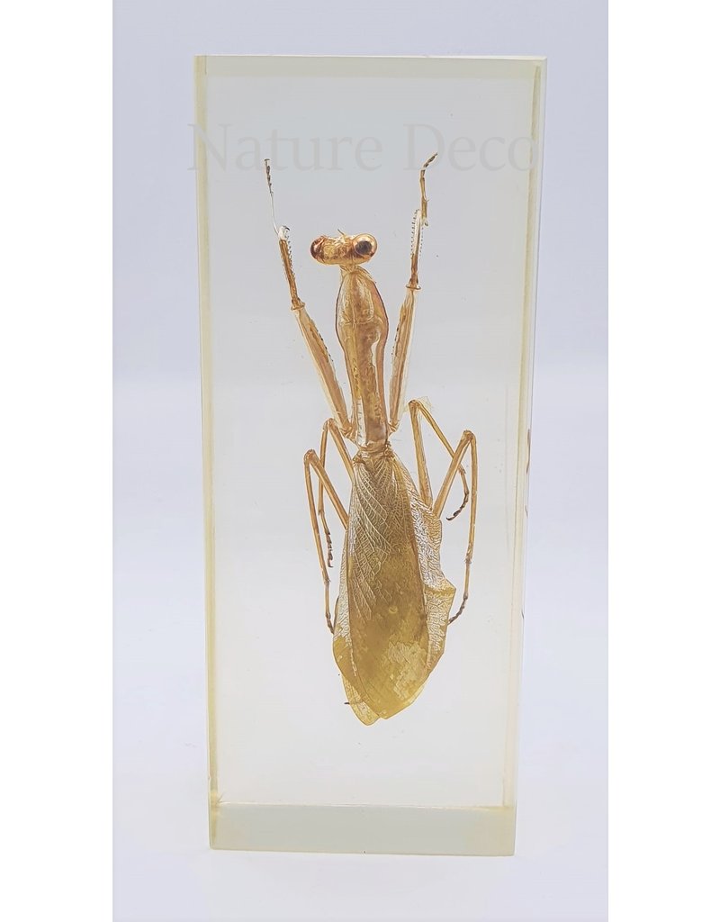 . Insect in resin #27 10,5x 4,5 cm  XL