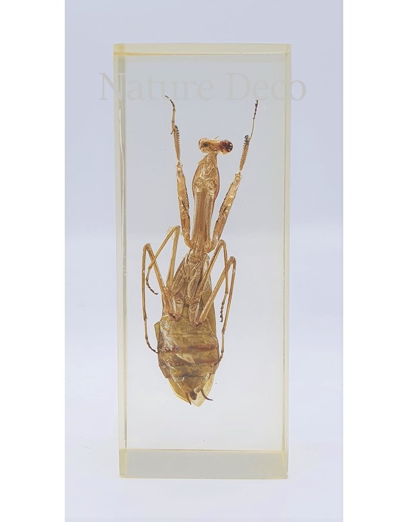 . Insect in resin #27 10,5x 4,5 cm  XL