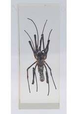 . Insect in resin #29 10,5x 4,5 cm  XL