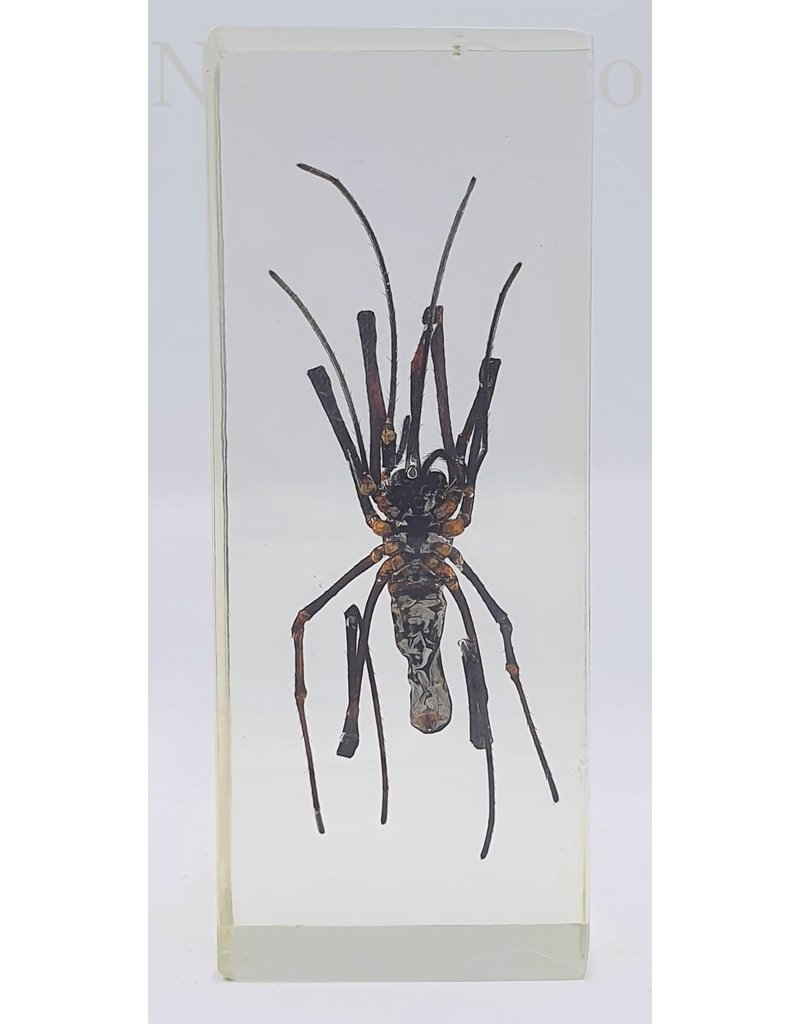 . Insect in resin #29 10,5x 4,5 cm  XL