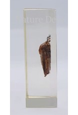 . Insect in resin #11 7 x 4cm