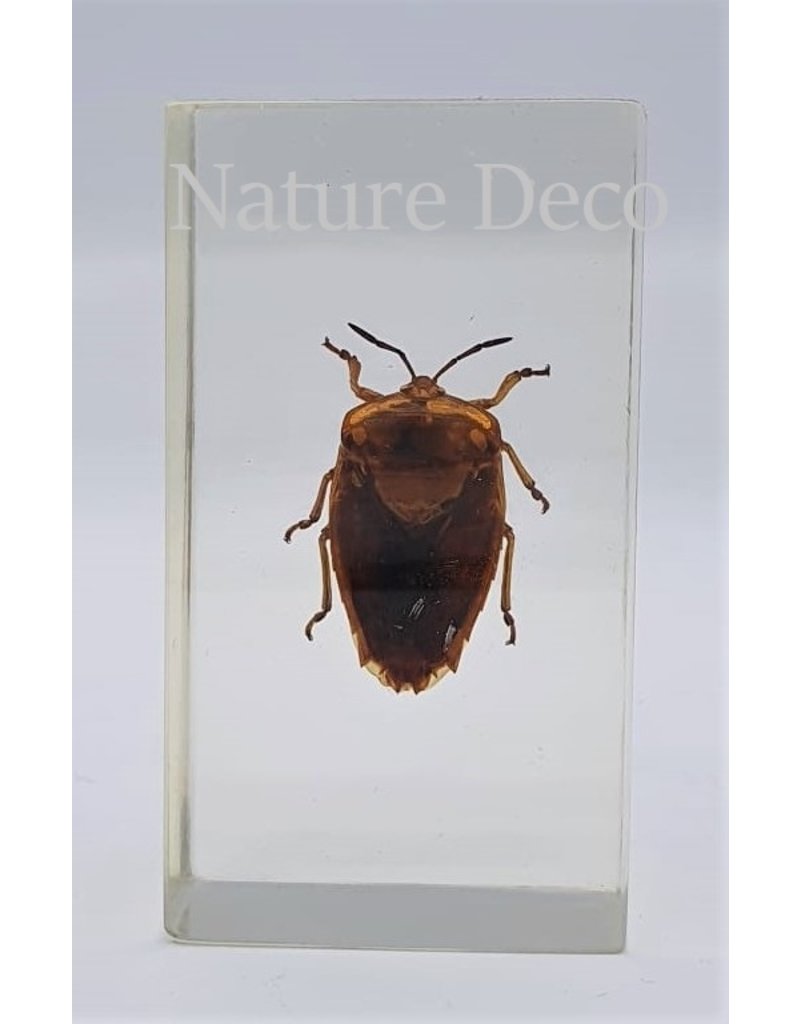 . Insect in resin #11 7 x 4cm