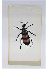 . Insect in resin #16 7 x 4cm