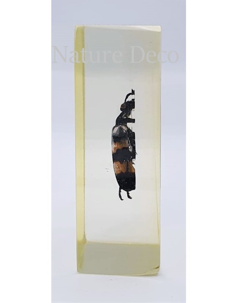 . Insect in resin #16 7 x 4cm