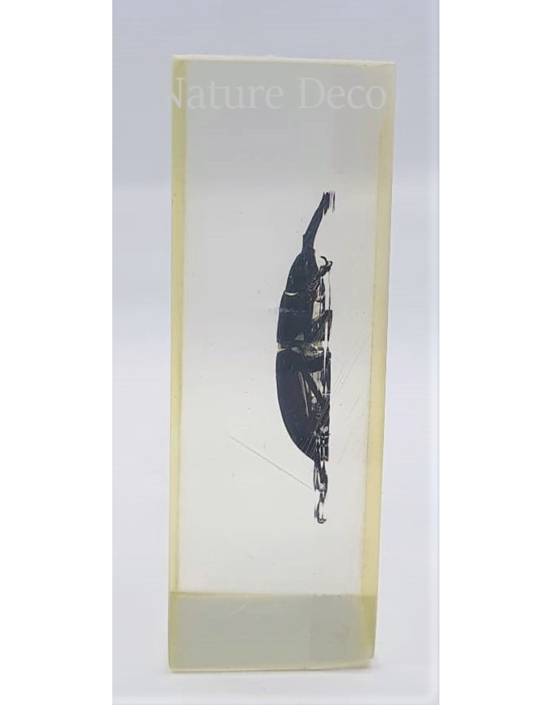 . Insect in resin #3 7 x 4cm
