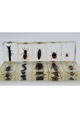 . Insect in resin #28 7 x 4cm