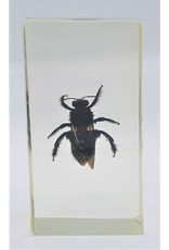 . Insect in resin #28 7 x 4cm