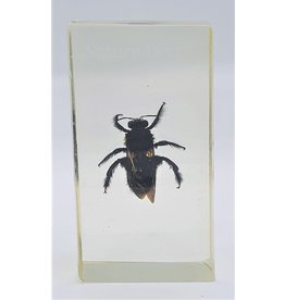 . Insect in resin #28