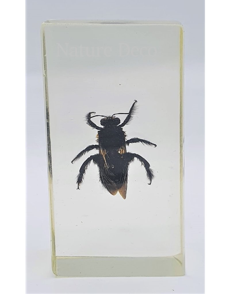 . Insect in resin #28 7 x 4cm