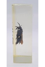. Insect in hars #28 7 x 4cm