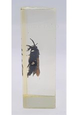 . Insect in resin #28 7 x 4cm