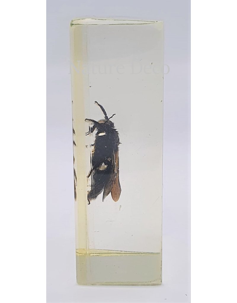 . Insect in resin #28 7 x 4cm