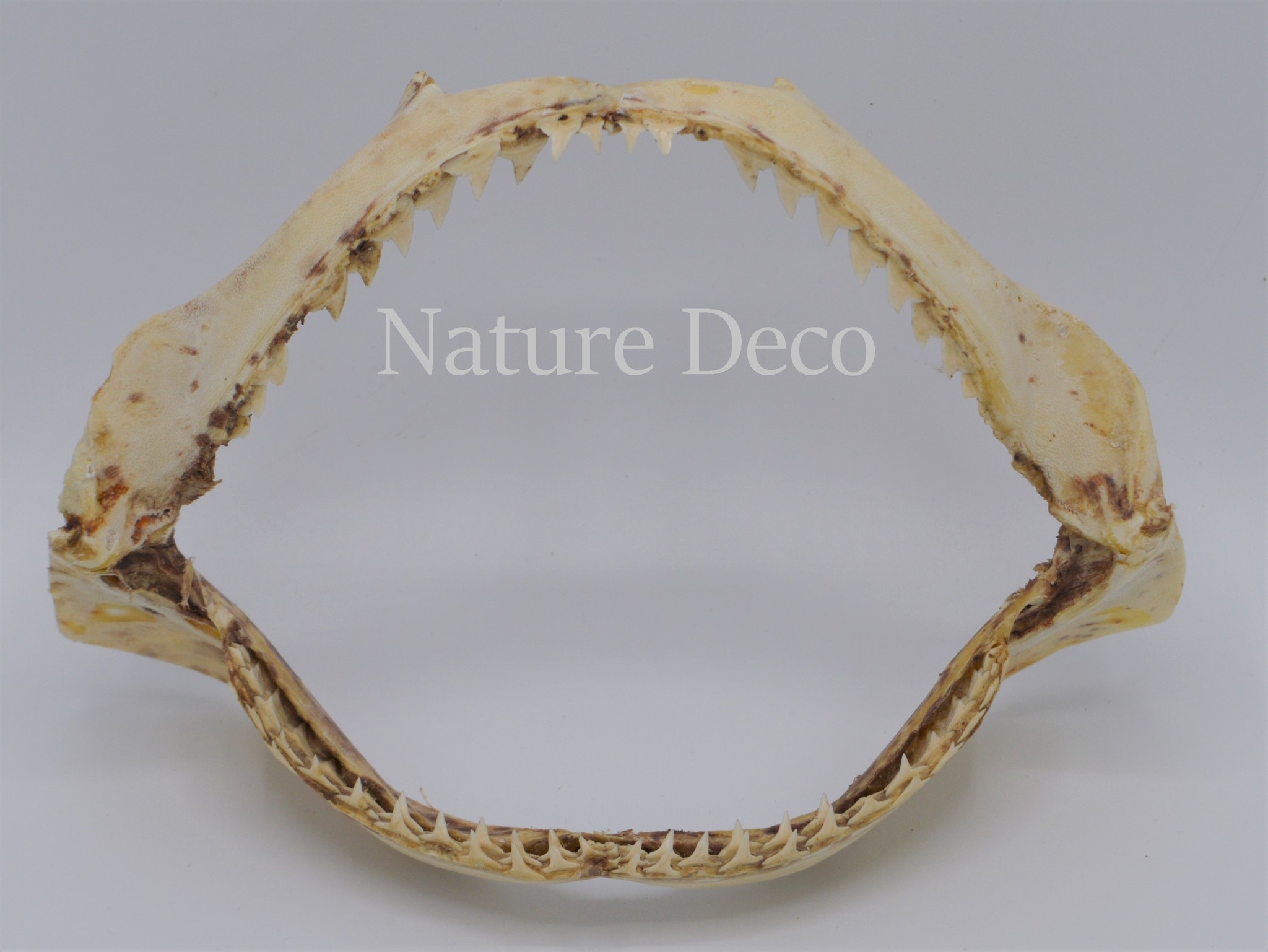 Shark jaw - Nature Deco