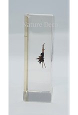 . Insect in resin #30 7 x 4cm