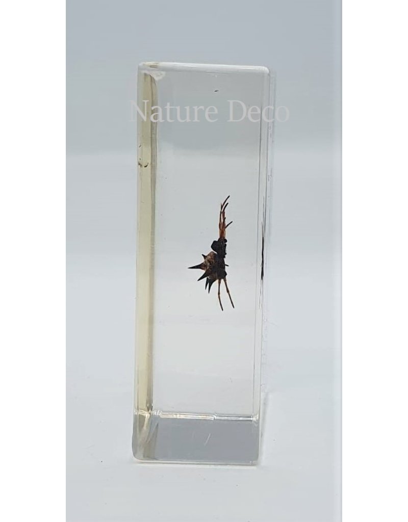 . Insect in resin #30 7 x 4cm