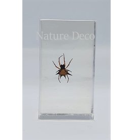 . Insect in resin #30