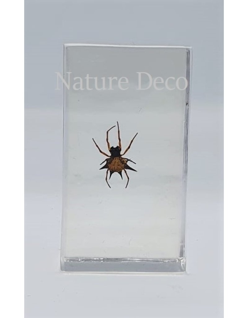 . Insect in resin #30 7 x 4cm