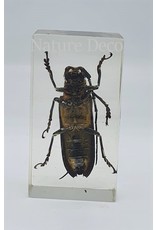 . Insect in resin #34 7 x 4cm