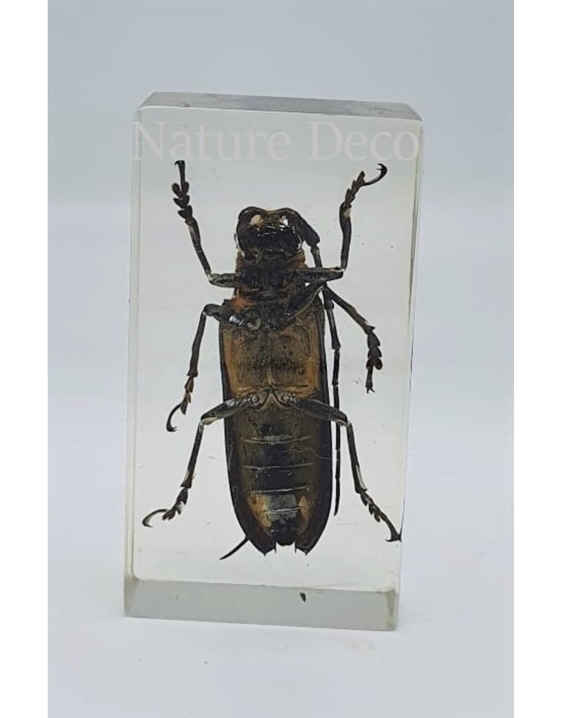 . Insect in resin #34 7 x 4cm