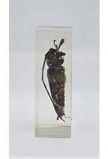 . Insect in resin #34 7 x 4cm