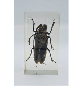 . Insect in resin #34