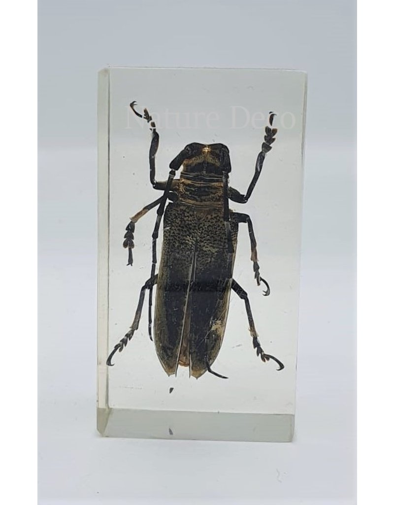 . Insect in resin #34 7 x 4cm