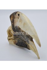 . Brown-cheeked Hornbill skull