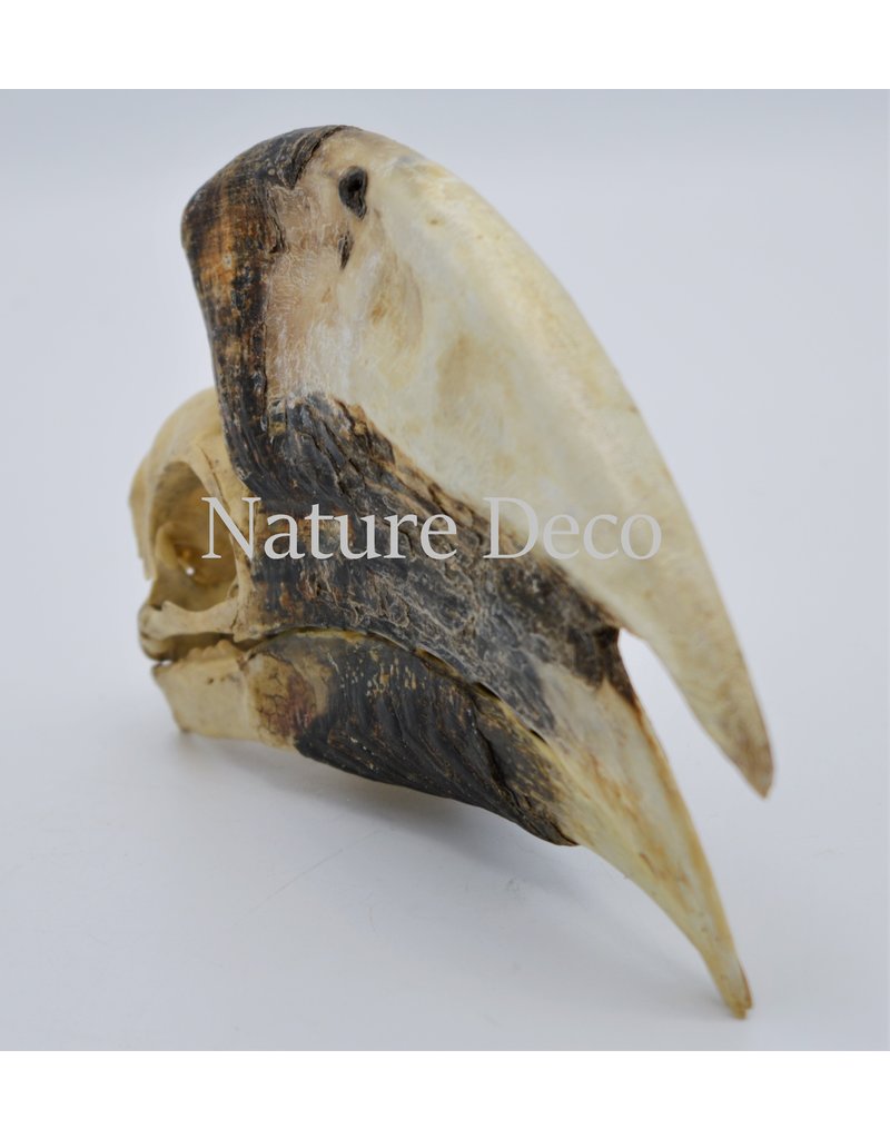 . Brown-cheeked Hornbill skull